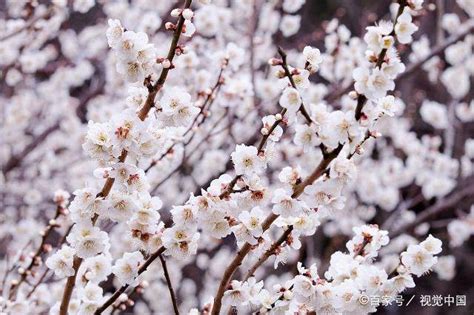 梅花寓意|梅花的花语及象征寓意，你们了解吗？